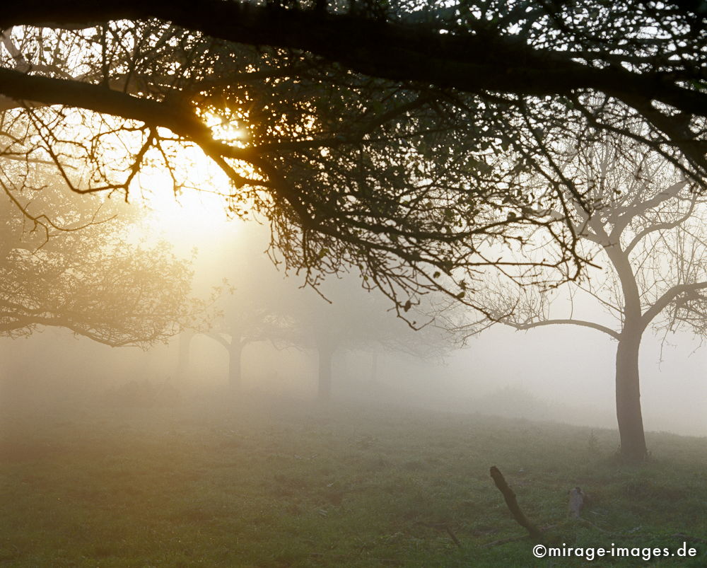 Morgensonne
Rheinsteig Bad Hönningen Andernach
Schlüsselwörter: Germany1, Nebel, Wiese, Tagesanbruch, feucht, naß, kalt, Herbst,