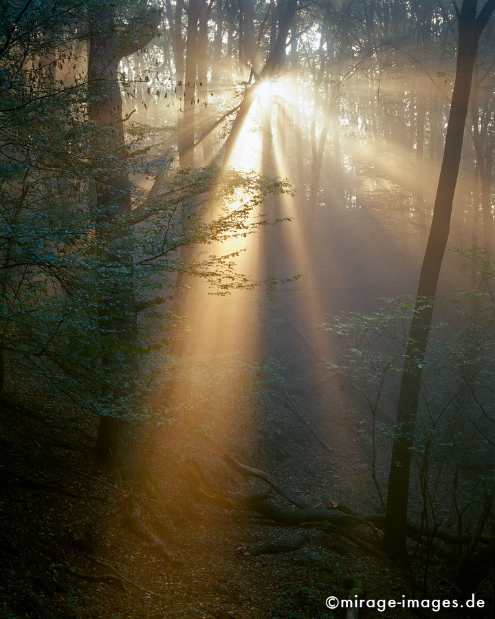 Tagesanbruch
Rheinsteig Bad Hönningen Andernach
Schlüsselwörter: Germany1