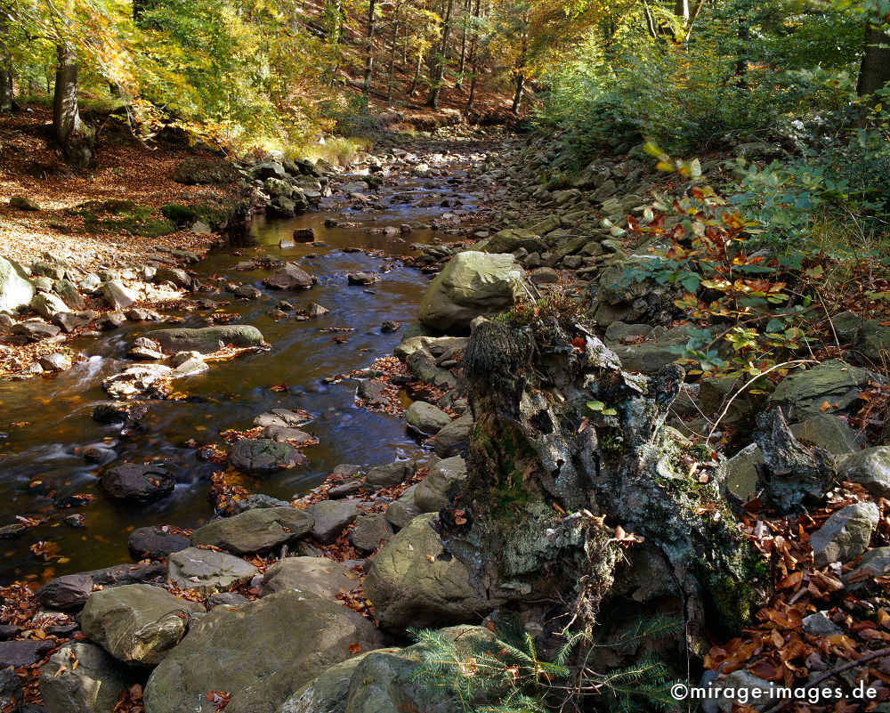 Bachlauf
Schlüsselwörter: autumn1, Blätter, Wasser. fliessen, Laub,