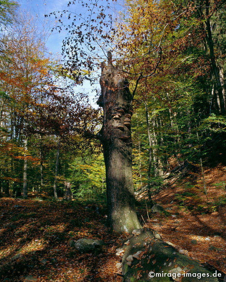 Herbstwald
Hohes Venn Haute Fagnes
Schlüsselwörter: trees1, autumn1, Baum, Herbst, Laub, feucht, humide,
