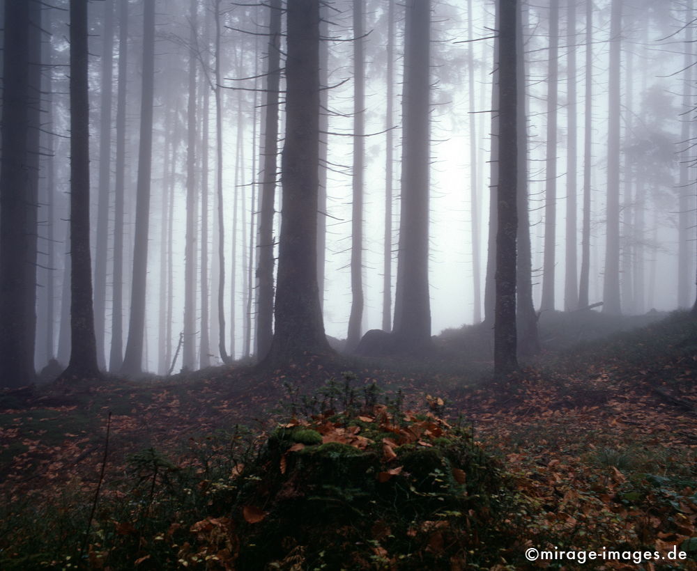 Nebelwald
Nationalpark Bayrischer Wald
Schlüsselwörter: trees1