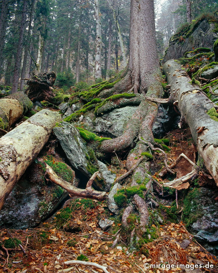 Unterholz
Nationalpark Bayrischer Wald
Schlüsselwörter: trees1, autumn1, Baum, tree, Herbst, autumn, Moos, moss, Laub, leaves, Wildnis, wilderness, wild, feucht, humide, grün, green