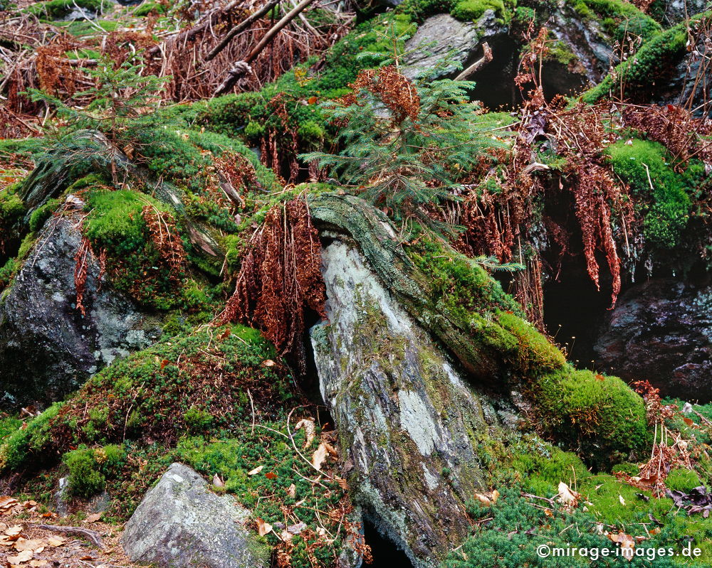 Unterholz
Nationalpark Bayrischer Wald
Schlüsselwörter: Germany1