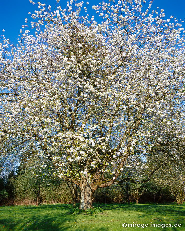 Mirabellenbaum
Stendorf
Schlüsselwörter: Germany1, trees1,