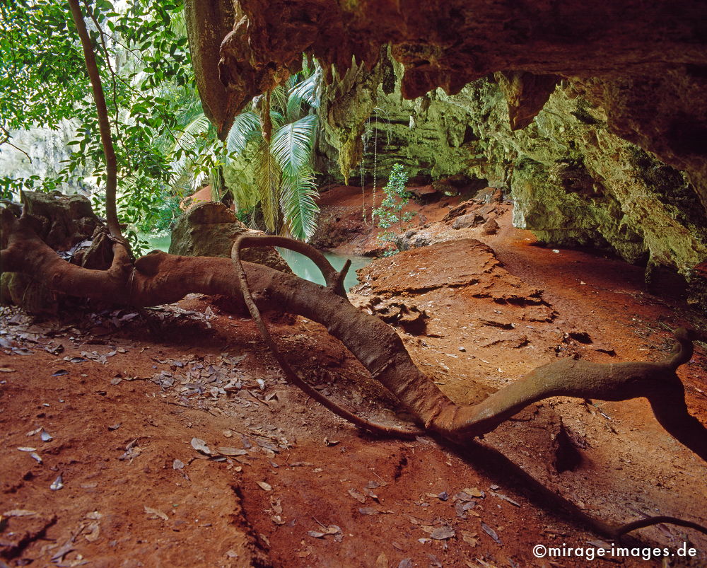 Jungle
Phra Nang Bay
Schlüsselwörter: Erholung, Entspannung, Romantik, romantisch, Idylle, Einsamkeit, Ruhe, Sonne, Wärme, warm, tropisch, Dschungel, grün, Vegetation, Ferien, Touristenattraktion, Reiseziel, Kultur, Tropen, Fernreise, Südost Asien, Tourismus, Reise, reisen, rot