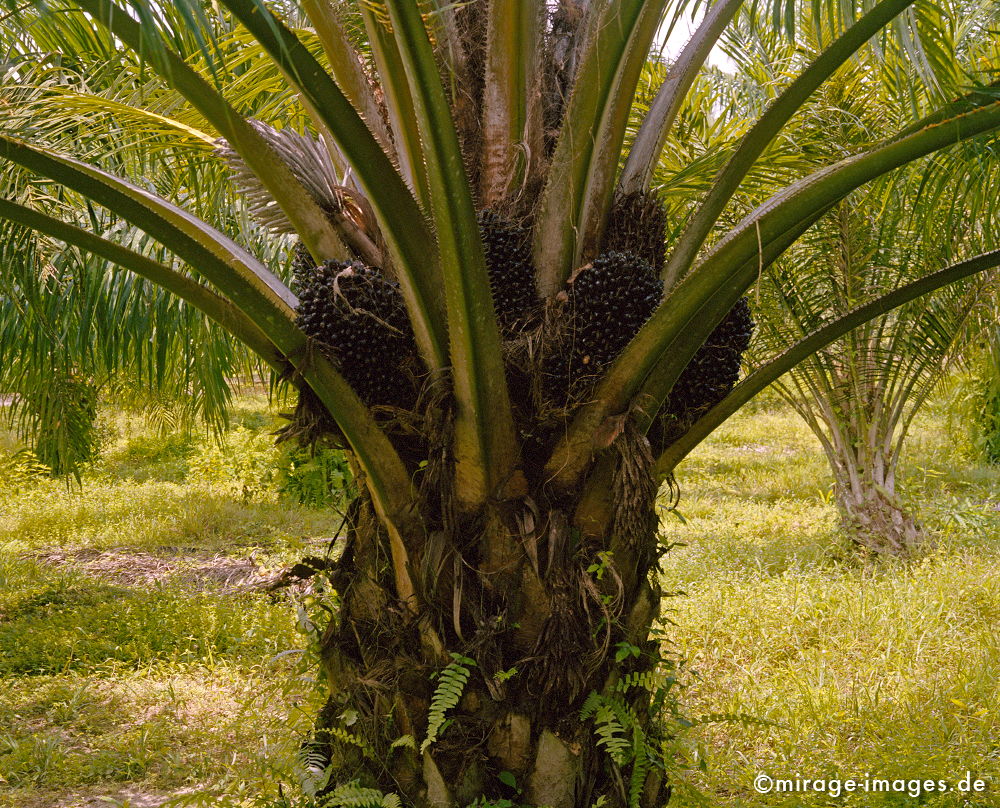 Oil palm
Krabi
Schlüsselwörter: plants1, Treibstoff, Sprit, Ökologie, Pflanze, Benzin, Öl,