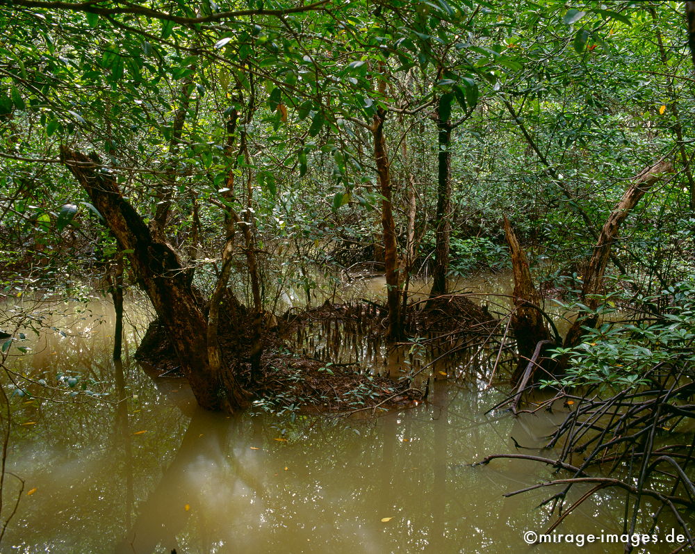 Mangrove Forest
Krabi
Schlüsselwörter: Süßwasser, sweet water, Salzwasser, salt water, Natur, natur, Ökologie, ecology, Schutz, shelter, Sumpf, swamp, Artenvielfalt, diversity of species, Reservat, reserve, Tsunami, Gezeiten, tides, tropisch, warm, Asien, asia, Schlamm, mud, feucht, humide