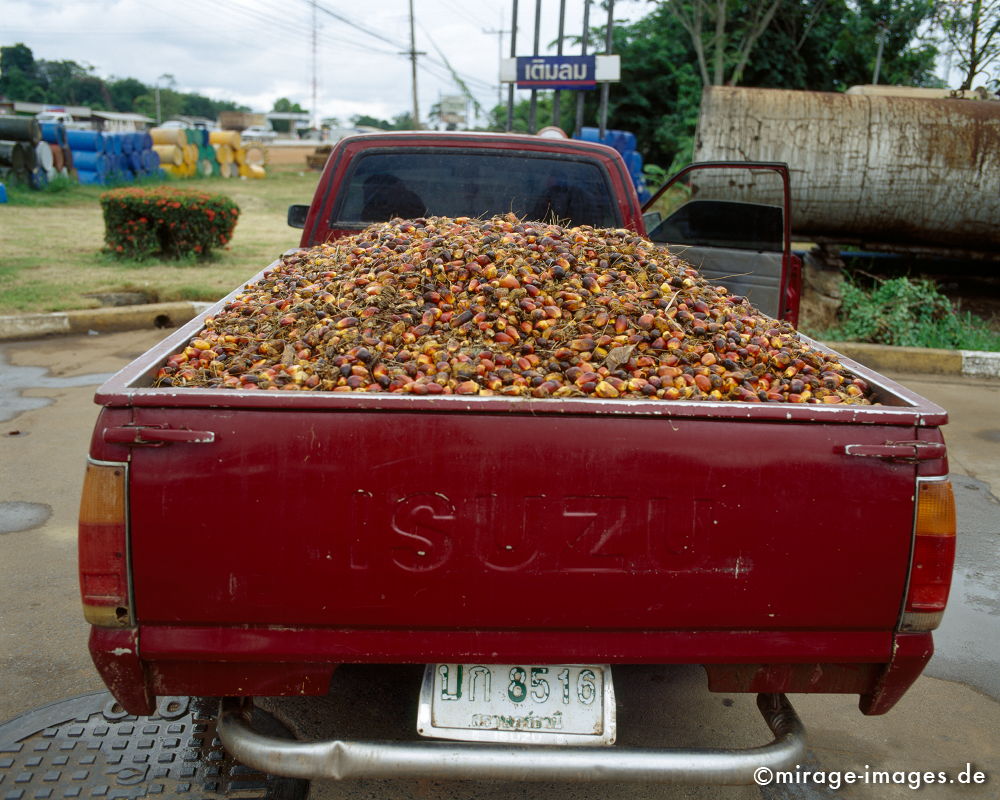 Pickup with Oil palm fruits
Surath Thani 
Schlüsselwörter: Treibstoff, Sprit, Ökologie, Pflanze, Benzin, Öl,