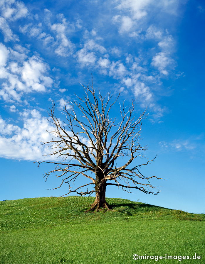 Dead Tree
Moosham
Schlüsselwörter: trees1, abgestorben, tod, mächtig, Holz, Natur, natürlich, ausgewaschen, Baum, Bäume, Vergänglichkeit, gross, Himmel, blau, Wiese,