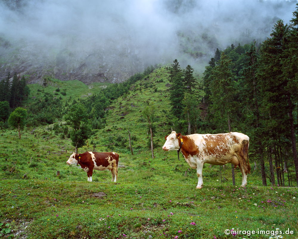 cows in the fog
Karwendelgebirge
Schlüsselwörter: animals1, ländlich, Kuh, Weide, Wiese, Nebel, Berge, Natur, natürlich, Milch, naturnah, Naturschutz, bio, biologisch, artgerecht, saftig, Rind, Methan, Treibhauseffekt, Domestikation, Domestizierung, domestiziert, Landwirtschaft, Almwirtschaft, Alm, Alp