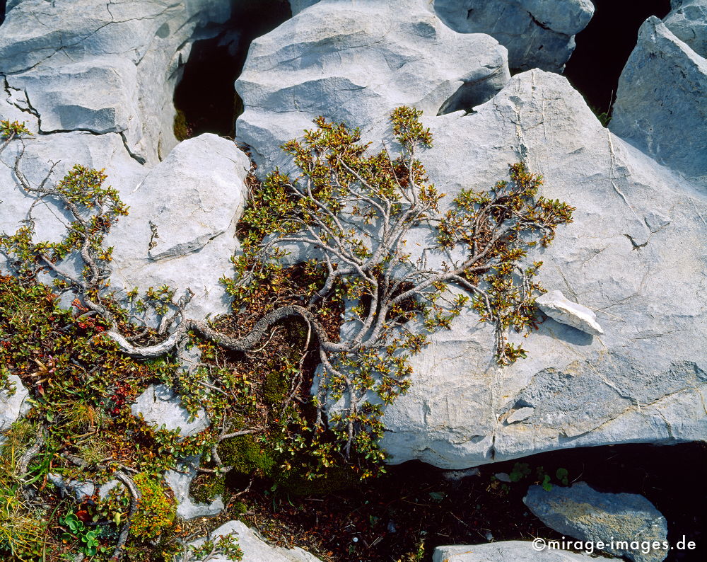 flat tree
Col du Sanetsch
Schlüsselwörter: plants1, Moräne, fantastisch, phantastisch, Wildnis, rauh, rau, Felsen, romantisch, lebendig, unwegsam, Stille, ursprünglich, zerbrechlich, fragil, sensibel, Magie, Geheimnis, Steine, Gletscher, Glazial,