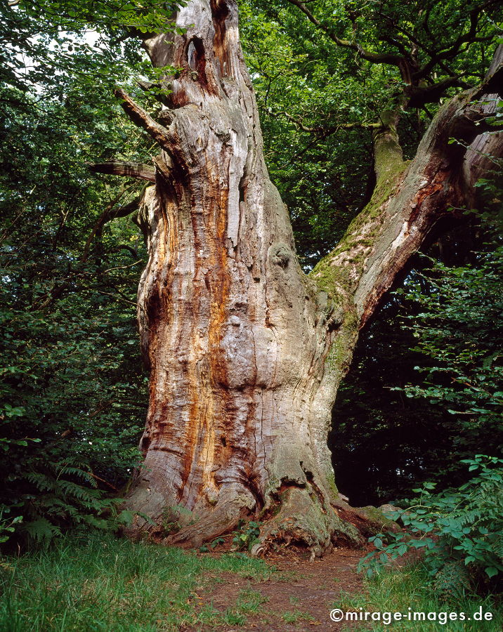 Old Oak
Reinhardswald Sababurg
Schlüsselwörter: trees1, abgestorben, tod, mächtig, Holz, Natur, natürlich, Baum, Bäume, Vergänglichkeit, gross, uralt, Wurzel, verwittert,
