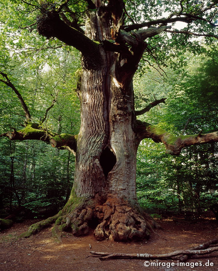 Old Oak
Reinhardswald
Schlüsselwörter: Magie, abgestorben, tod, mächtig, Holz, Natur, natürlich, Baum, Bäume, Vergänglichkeit, gross, uralt, Relikt, verwittert,