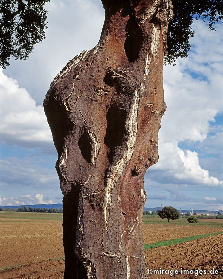 Korkeiche
Gavorrano
Schlüsselwörter: trees1, Baum, Stamm, Stille, Ruhe, Natur, Landschaft, Sonne, Frieden, friedlich, Seele, romantisch, idyllisch, Vegetation, verweilen, braun, Felder, Landwirtschaft, alt, Himmel, Wolken, knorrig, geschält, geerntet, Korken, Wein,