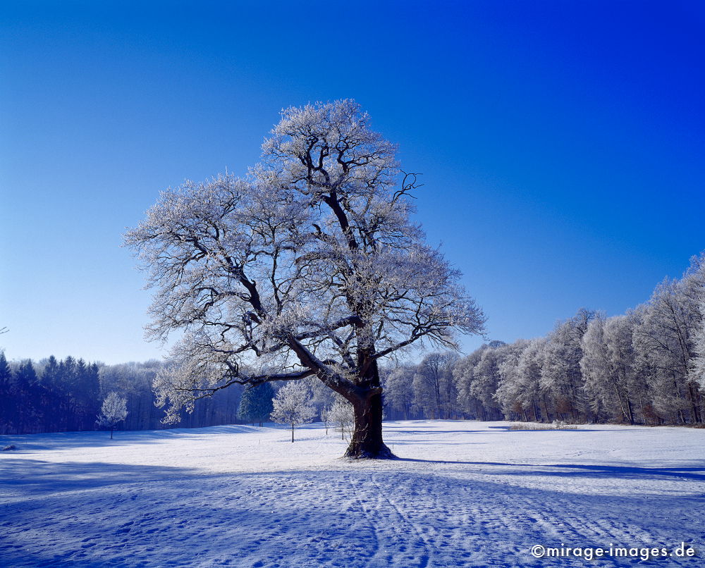 Old Oak
Steinfurt
Schlüsselwörter: trees1, Winter, Eis, Schnee, Kälte, kalt, blau, Frost, trees1