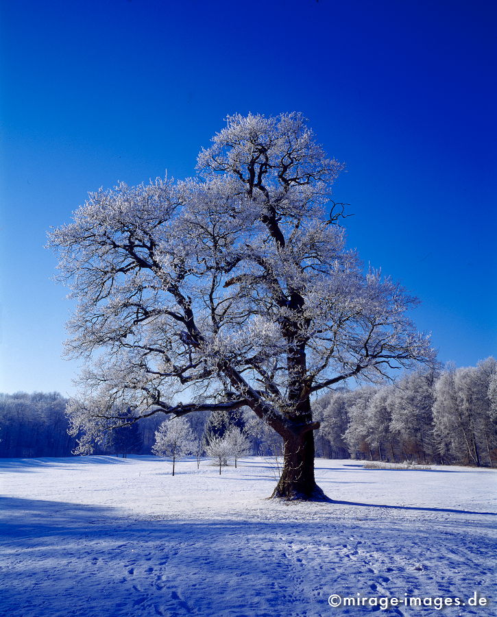Old Oak
Steinfurt
Schlüsselwörter: trees1, Winter, Eis, Schnee, Kälte, kalt, blau, Frost, trees1