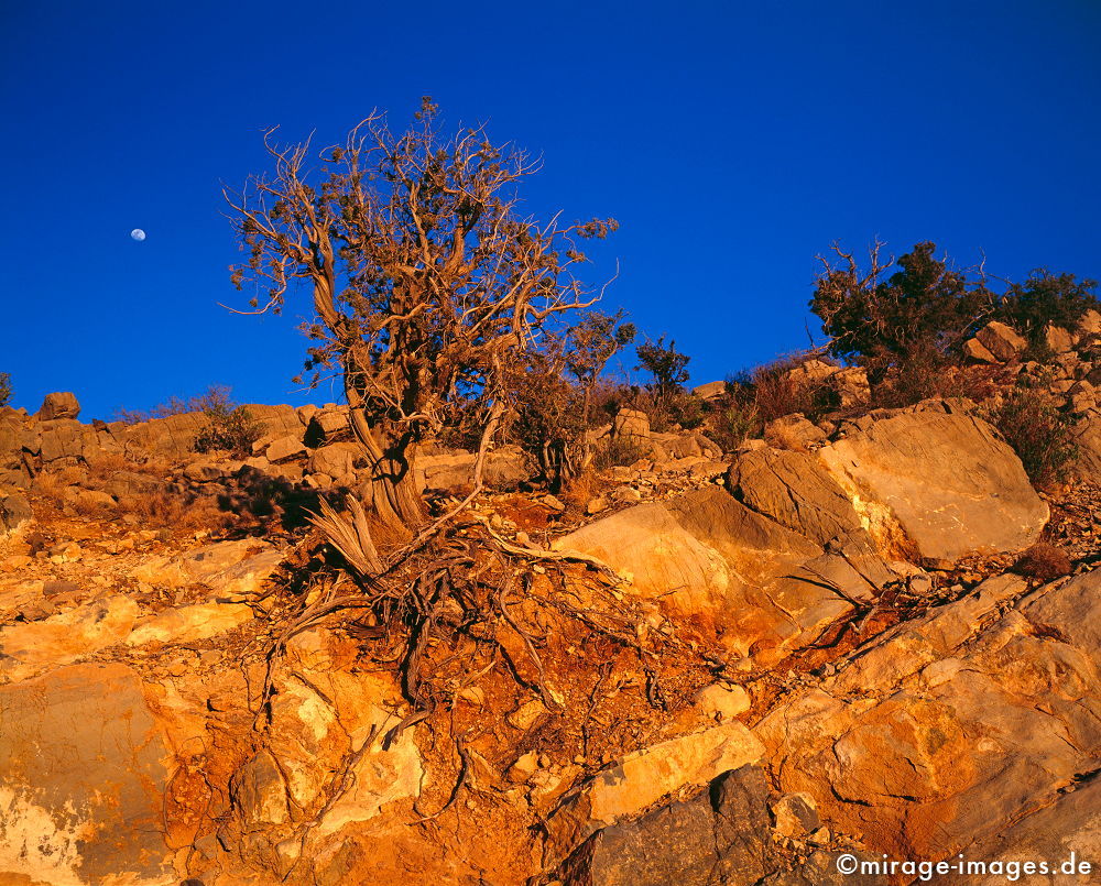 Moonrise
Al Jabal Al Akhdar
Schlüsselwörter: Stein, Berg, Felsen, Einsamkeit, einsam, schroff, ruhig, friedlich, Frieden, Ruhe, Stille, schön, Schönheit, spektakulär, rauh, unberührt, ursprünglich, überleben, Karst, Gebirge, Busch, Dämmerung, Hügel, blaue Stunde, Ödland, Mond, abgeschieden,