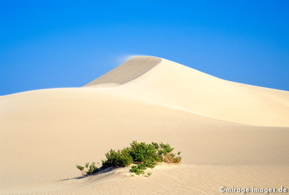 Dune
East Coast
Schlüsselwörter: klar, sauber, Berg, Einsamkeit, einsam, schroff, ruhig, Gegensatz, sonnig, friedlich, Frieden, Ruhe, Stille, schön, Schönheit, spektakulär, unberührt, ursprünglich, Attraktion, einladend, sonnig, Sonne, hell, überleben, Sand, Düne, Wind, blau