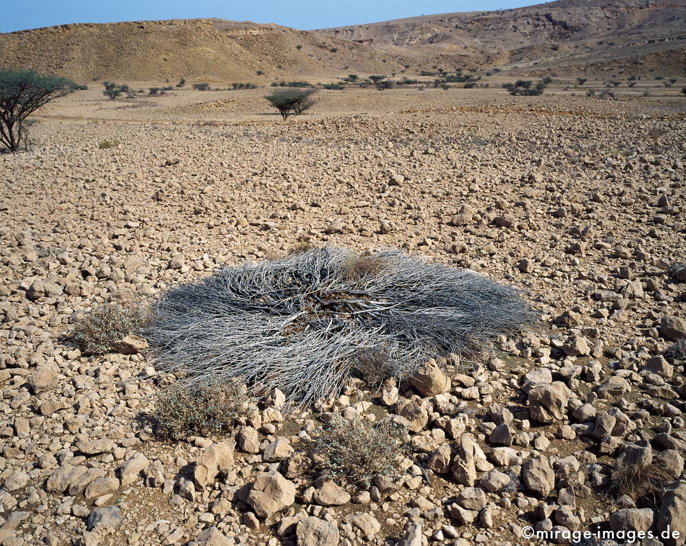 Death and Silver
As Seeb
Schlüsselwörter: Ödland, abgeschieden, menschenleer, Spiritualität, spirituell, Geologie, karg, Leere, Kreis, kreisförmig, grau, silber, tot, abgestorben, Geröll, zerbrechlich, fragil, sensibel, emfindlich, Magie, Geheimnis, Vegetation, Flora, einsam, Ruhe, unberührt