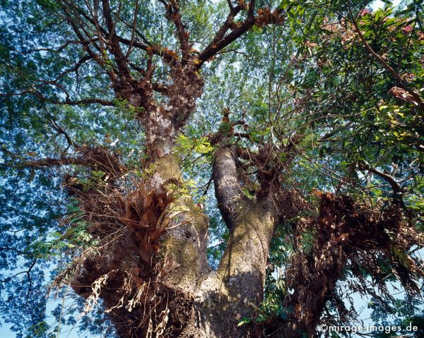 Giant tree
Mrauk - U
Schlüsselwörter: Krone, alt, gross, gigantisch, licht, Blätter, Stamm, Sonne, Licht, durchflutet, Baum, Birma, Burma, Myanmar, Südost Asien, Entwicklungsland, Tropen, Armut, Fernreise, Reise, Kultur, Tourismus, exotisch, touristische Attraktion, Reiseziel,