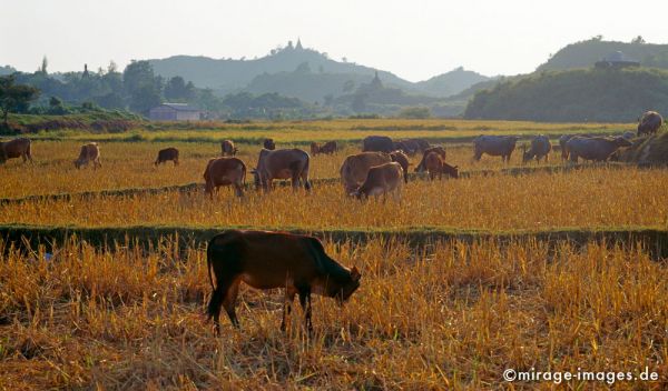Cows on rice fields
Mrauk - U
Schlüsselwörter: Kühe, Kuh, Reisfeld, trocken, Gegenlicht, Abend, Sonne, warm, Atmosphäre, Kind, Ruhe, Gelassenheit, Pagode, Wald,  Landschaft, Birma, Burma, Myanmar, Südost Asien, Entwicklungsland, Tropen, Armut, Fernreise, Reise, Kultur, Tourismus, exotisch, touristi