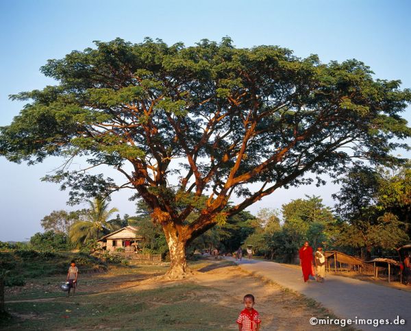 Hugh tree glooming in the evening sun
Mrauk - U
Schlüsselwörter: Baum, Riese, gross, Strasse, Mönch, Abend, Sonne, warm, Atmosphäre, Kind, Ruhe, Gelassenheit, Dorf, ländlich, Vegetation, Birma, Burma, Myanmar, Südost Asien, Entwicklungsland, Tropen, Armut, Fernreise, Reise, Kultur, Tourismus, exotisch, touristisch