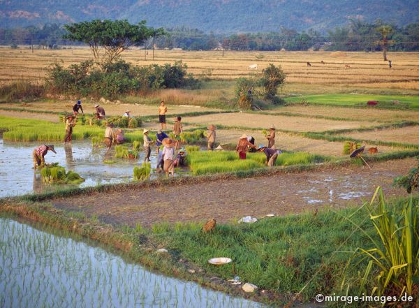 Planting rice
Hpa - an
Schlüsselwörter: Reis, Ernährung, Frauen, Personen, Wasser, nass, Arbeit, Nahrung, Pflanzen, Reisfeld, Landwirtschaft, Birma, Burma, Myanmar, Südost Asien, Entwicklungsland, Tropen, Armut, Fernreise, Reise, Kultur, Tourismus, exotisch, touristische Attraktion, Reiseziel