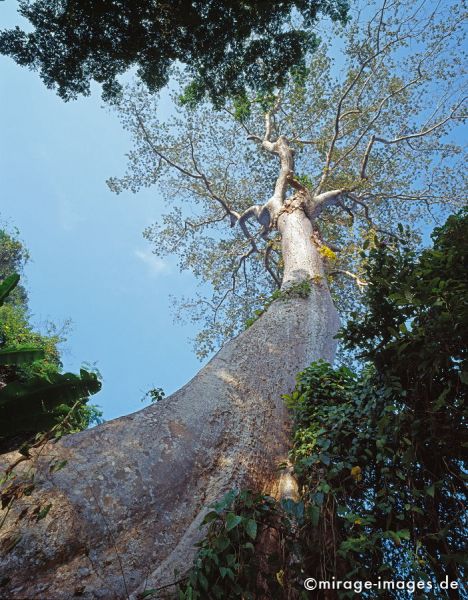 Big jungel tree
Hpa - an
Schlüsselwörter: trees1, Baum, Dschungel, Birma, Burma, Myanmar, Südost Asien, Entwicklungsland, Tropen, Armut, Fernreise, Reise, Kultur, Tourismus, exotisch, touristische Attraktion, Reiseziel, 