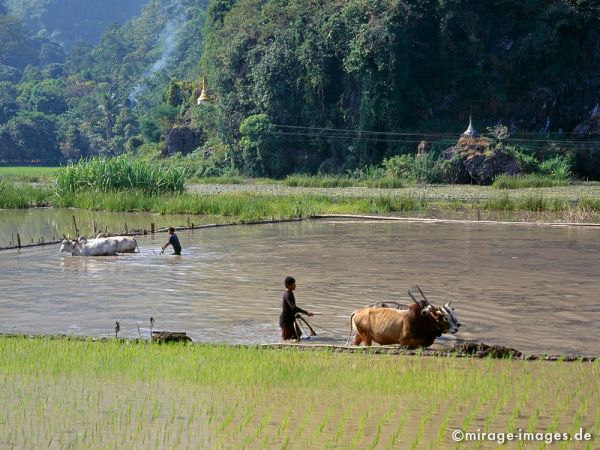 Plowing with oxen
Hpa - an 
Schlüsselwörter: Reis, Ernährung, Männer, Ochsen, pflügen, Personen, Wasser, nass, Arbeit, Nahrung, Reisfeld, Birma, Burma, Myanmar, Südost Asien, Entwicklungsland, Tropen, Armut, Fernreise, Reise, Kultur, Tourismus, exotisch, touristische Attraktion, Reiseziel, 