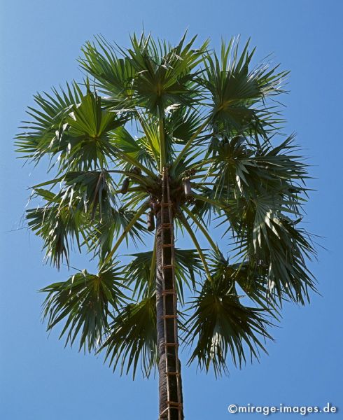 Palm sugar tree 
Hpa - an
Schlüsselwörter: Baum, Palme, Palmwein, Landwirtschaft, Zucker, Alkohol, Saft, Bambusleiter, Birma, Burma, Myanmar, Südost Asien, Entwicklungsland, Tropen, Armut, Fernreise, Reise, Kultur, Tourismus, exotisch, touristische Attraktion, Reiseziel, 