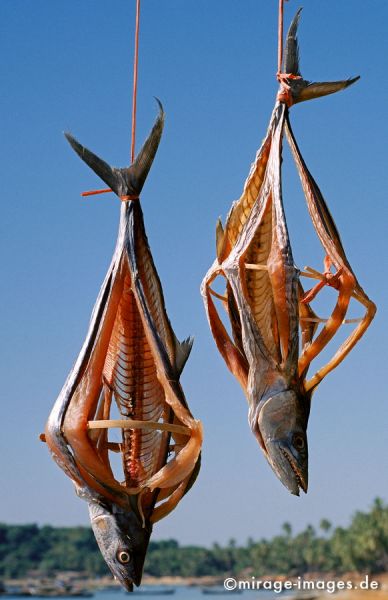 Drying fish
Lontha Rakhaing State
Schlüsselwörter: Fisch, trocknen, aufgehängt, Sonne, makaber, kunstvoll, Essen, Ernährung, Birma, Burma, Myanmar, Südost Asien, Reise, Kultur, Tourismus, exotisch, 