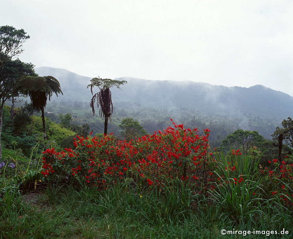 Rainforest
Cirque de Cilaos
Schlüsselwörter: Blumen, rot, Berg, Gebirge, Nebel, Baumfarn, frisch, Regenwald, grün, üppig, Wald, Farn, mystisch, Märchen, fruchtbar, Fruchtbarkeit, gesund, feucht, nass, Diversifikation, Biologie, zerbrechlich, empfindlich, idyllisch, Leben, Harmonie, weich, Stille,