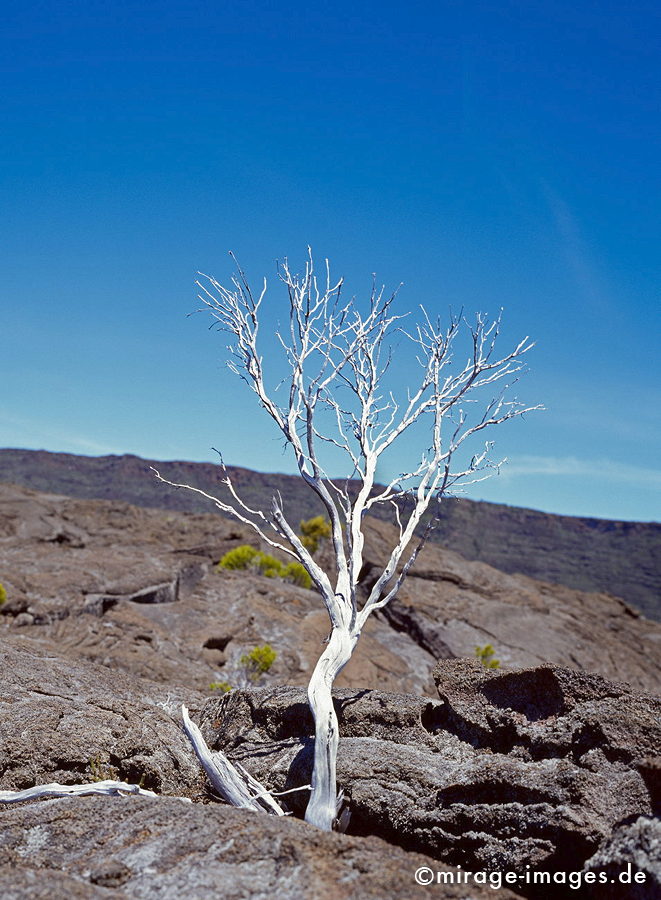 The limb and the sky
Formica Léo - Piton de la Fournaise
Schlüsselwörter: Lava, Lavafeld, Geologie, Plateau, Hochebene, vulkanisch, Piton de la Fournaise, Stein, Krater, Vulkankrater, Holz, Ast, tot, silber, grau, Himmel, blau, Einöde, trocken, karg, bizarr, unwirklich, Bruch, Ruhe, menschenleer, verlassen, Geologie, einsam, 