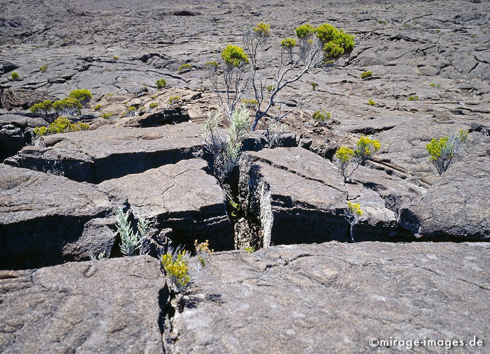 Broken Skin
Formica Léo - Piton de la Fournaise
Schlüsselwörter: Lava, Lavafeld, Geologie, Wüste, einsam, Einsamkeit, Weite, Plateau, Hochebene, vulkanisch, Piton de la Fournaise, Stein, Krater, Vulkankrater, Flora, Vegetation, Einöde, trocken, karg, Landschaft, wild, Natur, Vukaninsel, Insel, reisen, Reiseziel