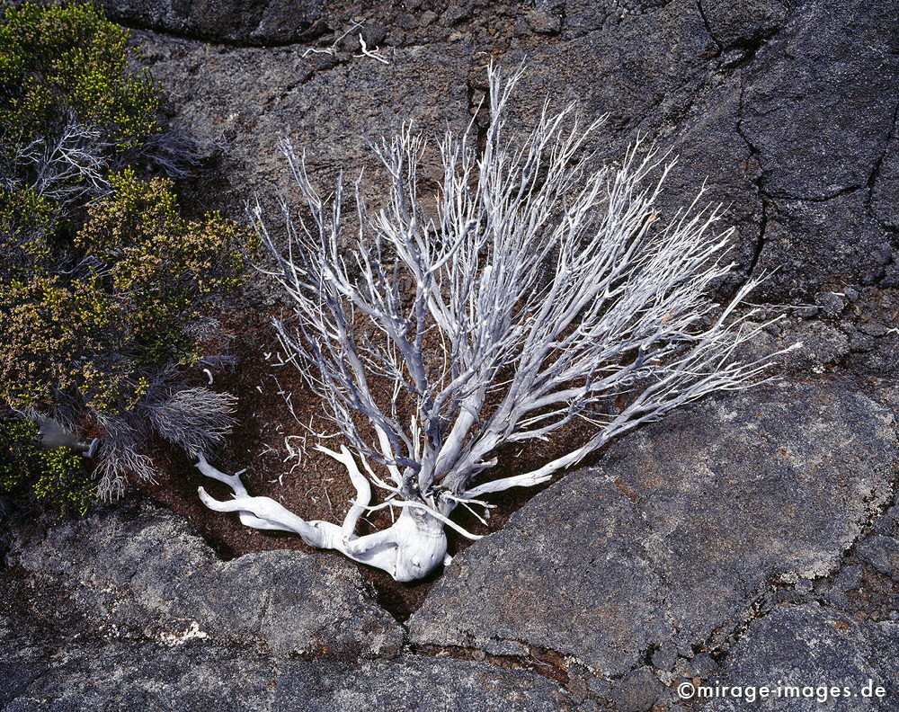 White beauty
Formica Léo - Piton de la Fournaise
Schlüsselwörter: Natur, wild, Lava, Lavafeld, Geologie, Plateau, Hochebene, vulkanisch, Piton de la Fournaise, Stein, Krater, Vulkankrater, Holz, Ast, tot, silber, grau, Einöde, trocken, karg, bizarr, unwirklich, Bruch, Ruhe, menschenleer, verlassen, Geologie, fragil, 