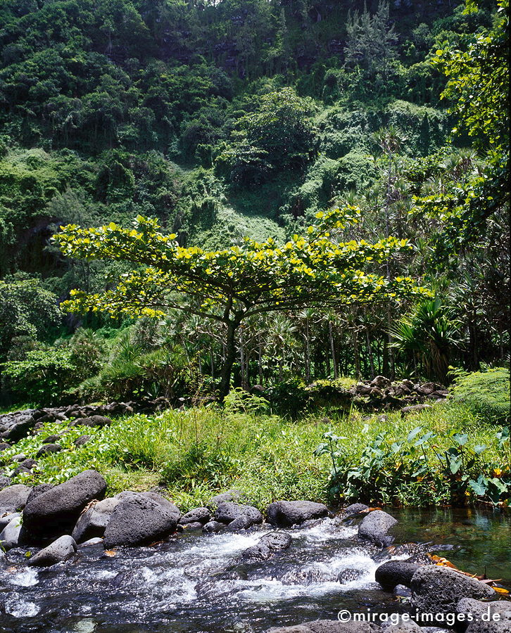 Coast
Anse des Cascade
Schlüsselwörter: Küste, Steine, Meer, üppig, Wasserfall, grün, Vegetation, dicht, Wasser, Regenwald, Dschungel, Frische, rein, Reinheit, sauber, Sauberkeit, Ökologie, fliessen, frisch, Regenwald, Märchen, fruchtbar, Fruchtbarkeit, gesund, Diversifikation, empfindlich