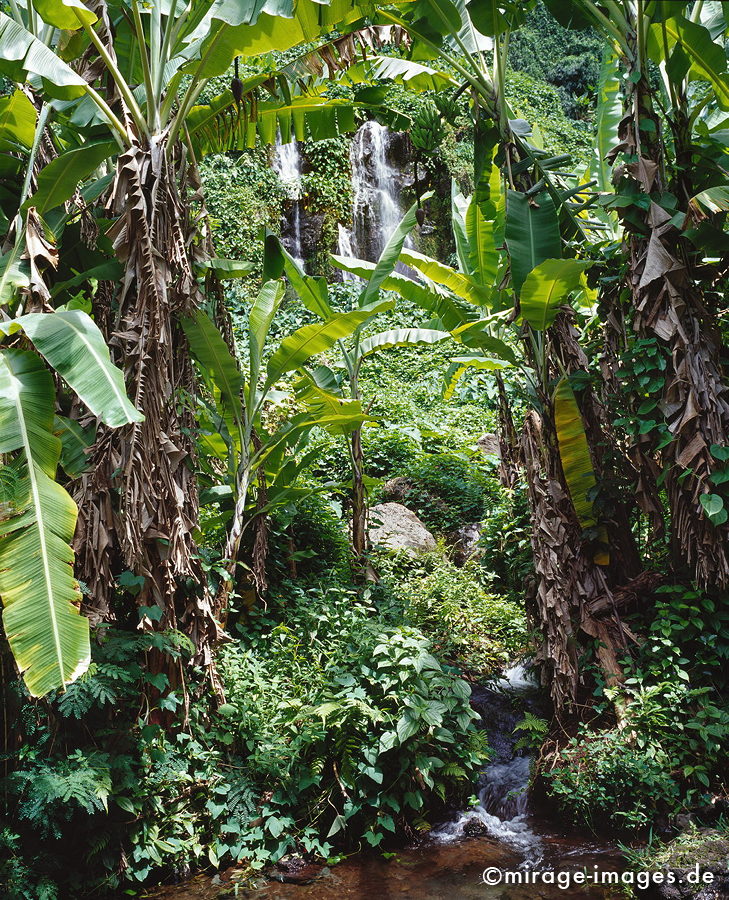 Jungle
Anse des Cascade
Schlüsselwörter: üppig, Wasserfall, grün, Vegetation, dicht, Wasser, Regenwald, Dschungel, Wasser, Frische, rein, Reinheit, sauber, Sauberkeit, Ökologie, fliessen, frisch, Regenwald, Märchen, fruchtbar, Fruchtbarkeit, gesund, feucht, nass, Diversifikation, Magie, 