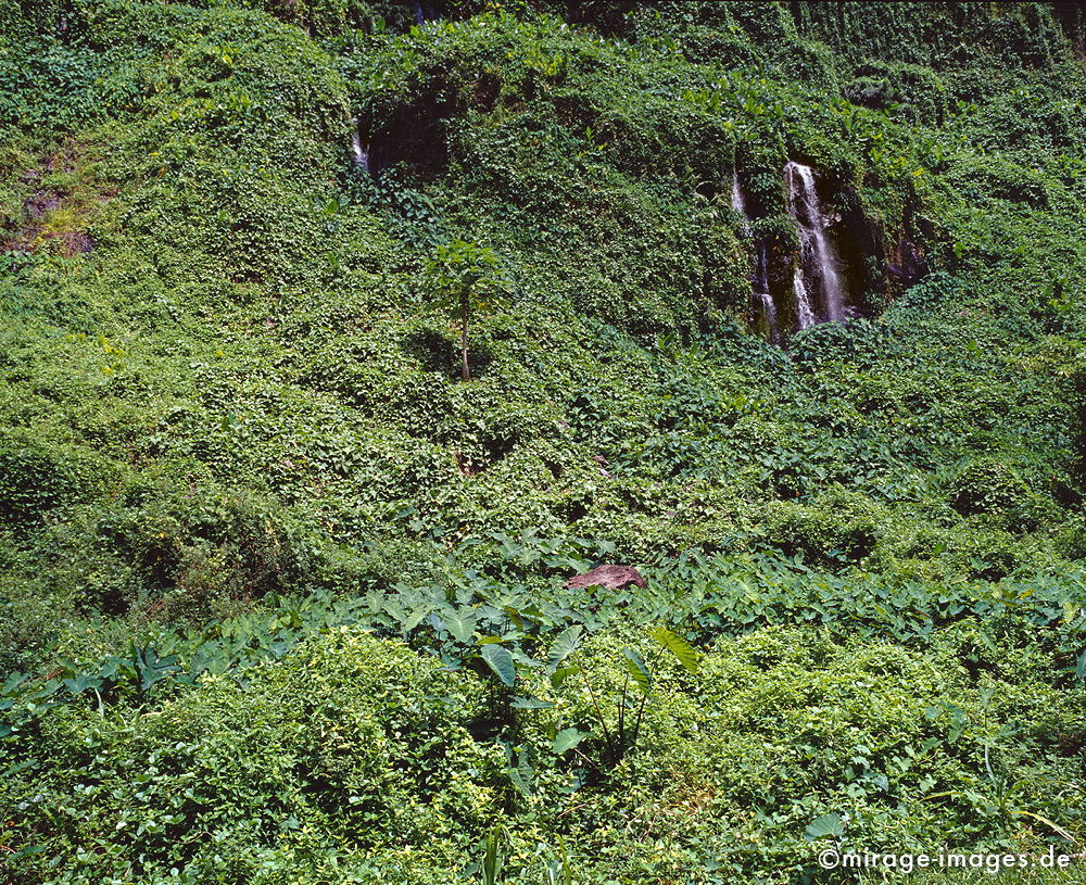 Anse des Cascade
Sainte-Rose
Schlüsselwörter: üppig, Wasserfall, grün, Vegetation, dicht, Wasser, Regenwald, Dschungel, Wasser, Blumen, Frische, rein, Reinheit, sauber, Sauberkeit, Ökologie, fliessen, Steine, frisch, Regenwald, Märchen, fruchtbar, Fruchtbarkeit, gesund, feucht, nass, Harmonie,rei