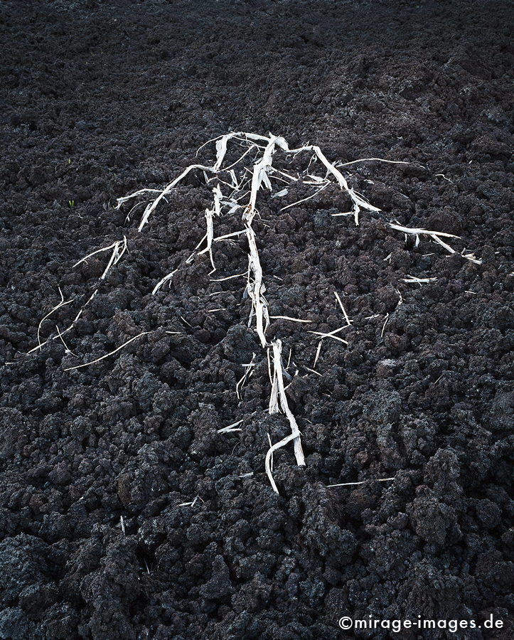 skelton
Coulée de lave
Schlüsselwörter: schwarz, Lava, Holz, Gerippe, silber, Baum, tot, abgerissen, verstümmelt, Leere, einsam, Einsamkeit, sakral, Kunst, Einöde, trocken, karg, Lavawüste, Mondlandschaft, Lavagestein, surreal, vulkanisch, abstrakt, Ruhe, menschenleer, lebendsfeindlch, art1