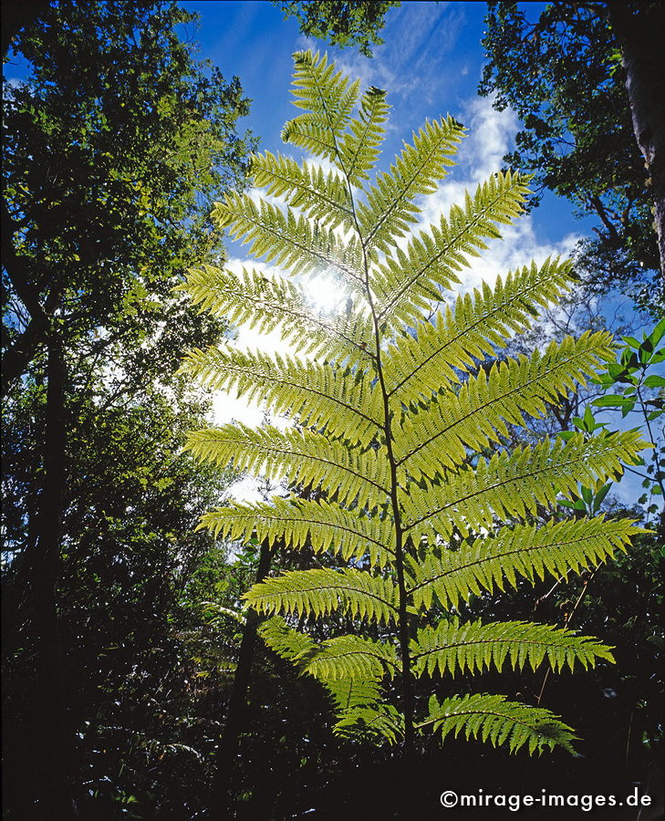 Tree Fern
Plaine des Cafres
Schlüsselwörter: Regenwald, grün, üppig, Wald, Farn, mystisch, Märchen, fruchtbar, Fruchtbarkeit, gesund, feucht, nass, Magie, Diversifikation, Biologie, zerbrechlich, empfindlich, idyllisch, Leben, Harmonie, weich, Stille, Moos, Moder, Wildnis, wuchern, Urwald, Dickic