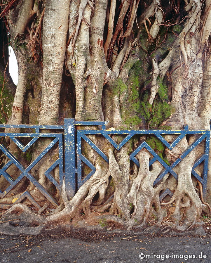 The tree and the fence
Sainte-Marie
Schlüsselwörter: Baum, Wurzeln, mächtig, Kraft, durchwachsen, Zeit, Geschichte, Stärke, Beharrlichkeit, Festigkeit, Dynamik, Ausdauer, Hartnäckigkeit, hartnäckig, Biologie, Wachstum, Geduld, Langmut, Holz, trees1