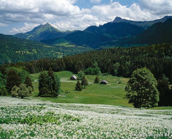 Narcissus poeticus
Les Pleiades
Schlüsselwörter: Berge, Hochgebirge, Blumen, Natur, natürlich, Idylle, schön, Urlaub, ecotourism, Entspannung, entspannen, Wildnis, unberührt, grandios, weiss, grün, gesund, Stille, Ruhe, geschützt, Schutz, lieblich, idyllisch, Berghang, Weitblick, Schönheit, Harmon