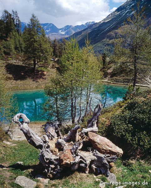 Lac Bleu
Val d'Hérémence
Schlüsselwörter: Europa, Schweiz, Alpen, Hochland, wandern, Wanderung, Hochgebirge, alpin, Wurzel, Holz, kraftvoll, knorrig, Botanik, natürlich, Alter, Postkarte, See, türkis, blau, Einsamkeit, Felsen, Hochgebirge, Stille, Wasser, Romantik, Idylle, Berg, Berge, Tannen