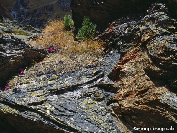 Lichen, Stones and Grasses
Val d'Hérémence
Schlüsselwörter: Stille, Ruhe, Biologie, Vegetation, naturnah, natürlich, rauh, Flechten, Fels, Stein, schroff, Blumen, Gräser, Gras, Kiefern, karg, zerbrechlich, fragil, sensibel, Europa, Schweiz, Alpen, Hochland, wandern, Wanderung, Hochgebirge, alpin, 
