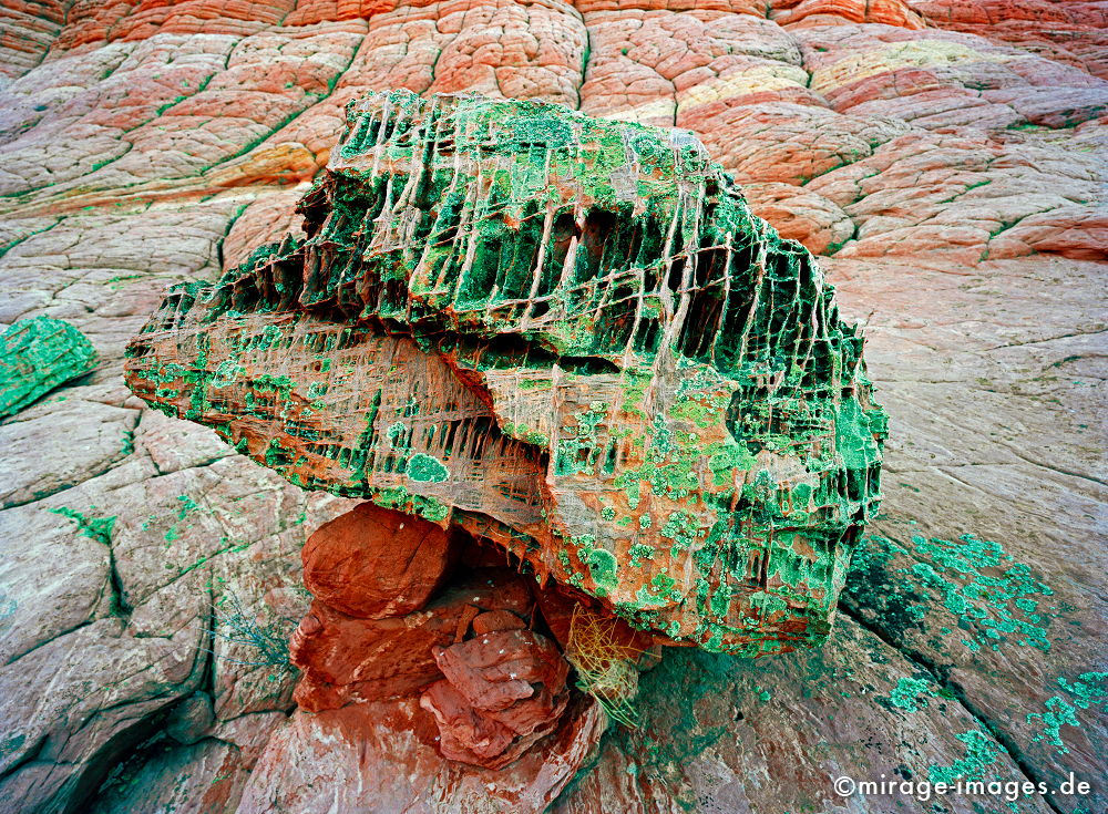 Brain
Paria Canyon - Vermillion Cliffs Wilderness
Schlüsselwörter: Kopf, Moos, Flechten, Gehirn, zerfurcht, rot, grün, Schädel, Felsen, Stein, Wind, Sandstein, Erosin, Skulptur, rot, Erosion, Trockenheit, grotesk, versteinert, rot, Phantasie, Vorstellung, prähistorisch, Abstraktion, Erdgeschichte, natureart1, skurri
