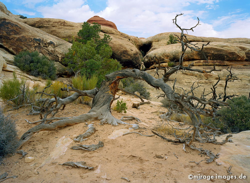 Wüstenlandschaft
Canyonlands
Schlüsselwörter: Trockenheit, zerfurcht, Felsen, Stein, Wildnis, Wind, Sandstein, Skulptur, gelb, Erosion, ocker, grau, Struktur, Himmel, Wolken, Erdschichten, Pflanze, Weite, Sandstein, Skulptur, surreal, Phantasie, phantastisch, Fantasie,