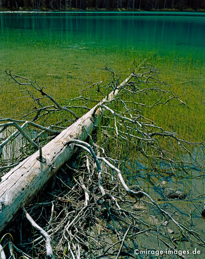 Jeoffrey Lake
Rocky Mountains
Schlüsselwörter: Postkarte, See, türkis, Einsamkeit, Fels, Hochgebirge, Stille, Wasser, Romantik, Idylle, Berg, Tanne, Ökologie, ecology, Entspannung, entspannen, Meditation, Wildnis, unberührt, frisch, klar, natürlich, Felsen, Gletscher, Schmelzwasser, Hochgebirge