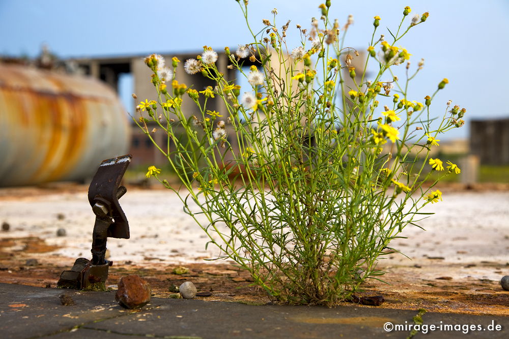 Survival
Kokerei Kaiserstuhl
Schlüsselwörter: Ruhrgebiet, Geschichte, Industriegeschichte, Revier, Industrie, Industrieruine, Abbruch, Verfall, Erosion, Zeitalter, Industrieanlage, Schrift, Strukturwandel, Endzeit, stillgelegt, Abriss, Endzeit, Natur, Blume, blühen, trotzen, Ruine,