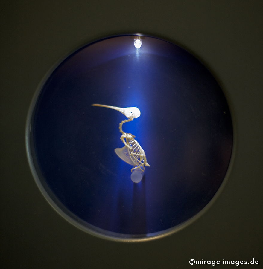 Kolibriskelett
Forschungsmuseum Alexander König 
