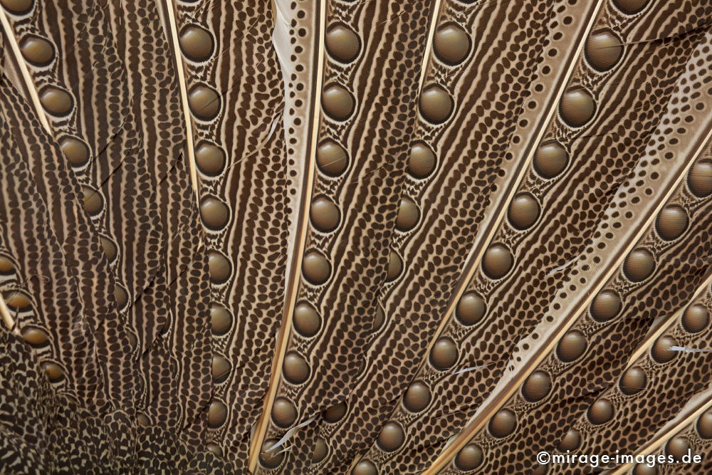 Gefieder des Argusfasan
Forschungsmuseum Alexander König 
Schlüsselwörter: structures1